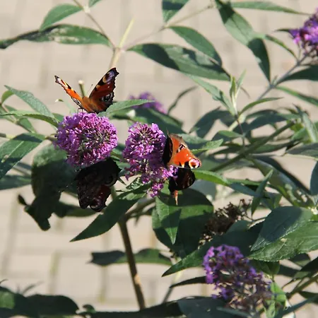 Zumpe Affittacamere Stolpen