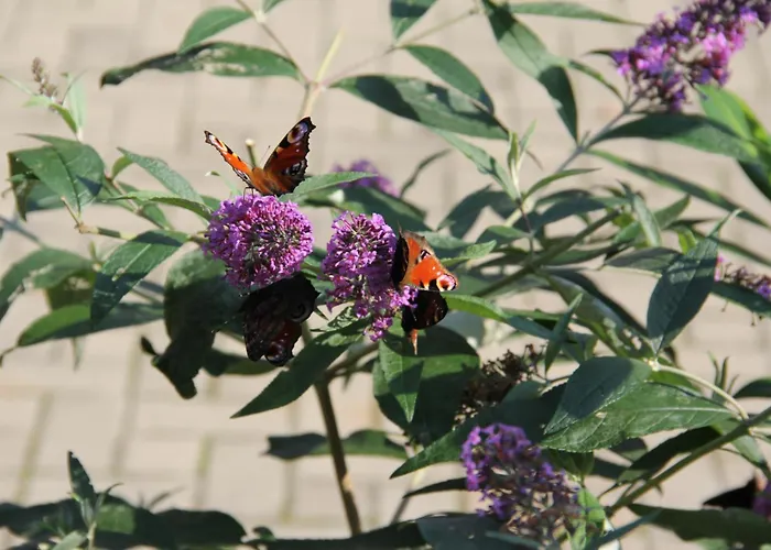 Zumpe Guest house Stolpen